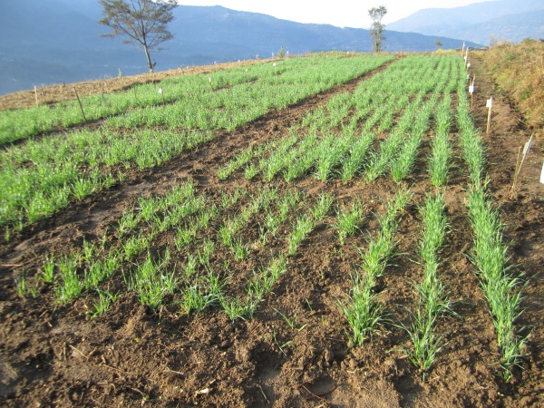 Nepal Biochar