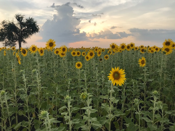 General Sunflowers in Sudan Elles from SFSP