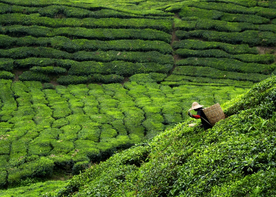 Laos agriculture