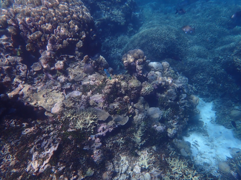 Nice coral