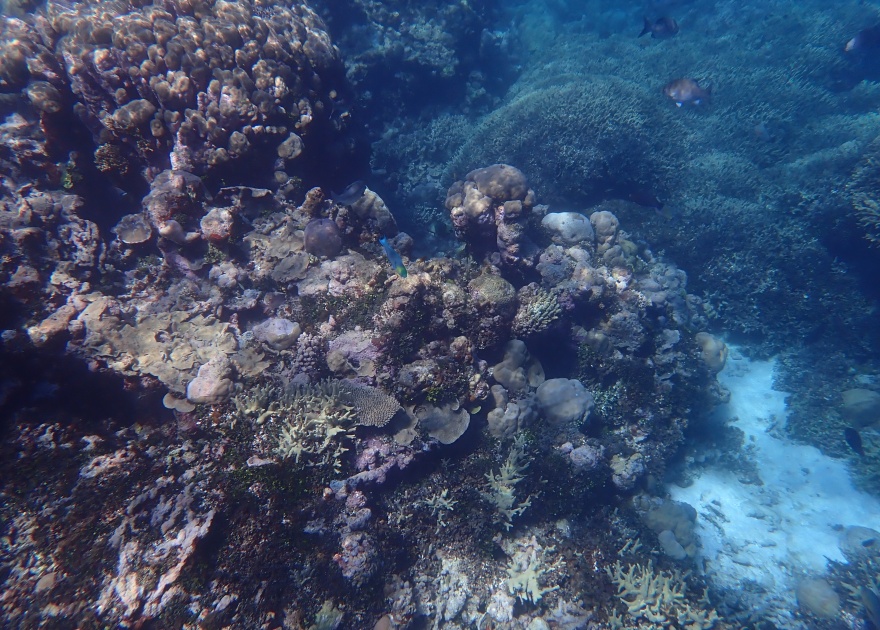 Nice coral